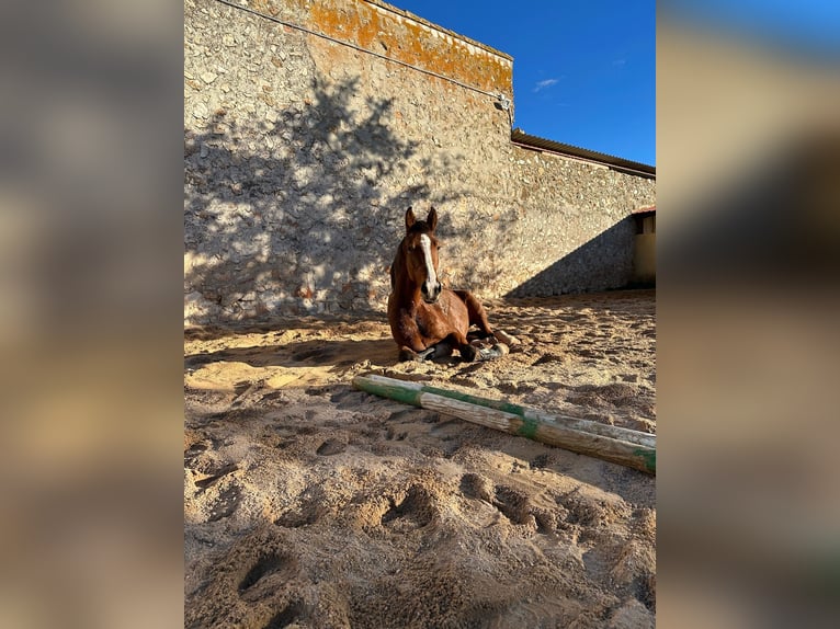 Spansk sporthäst Sto 5 år 165 cm Brun in Nuevo Baztan