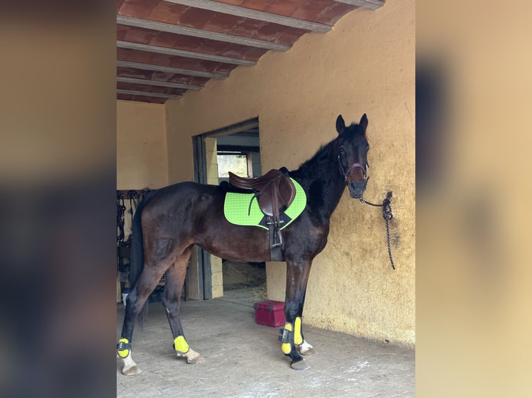 Spansk sporthäst Sto 5 år 167 cm Brun in Sarral