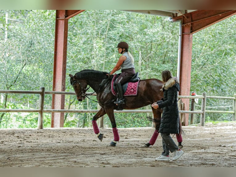 Spansk sporthäst Sto 5 år 168 cm Mörkbrun in Lezama