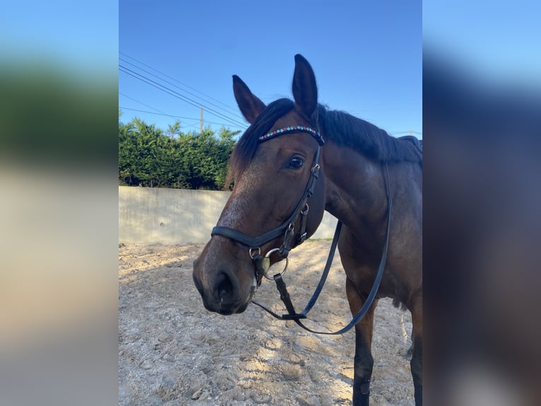 Spansk sporthäst Sto 5 år 168 cm Mörkbrun in Lezama