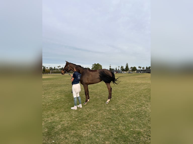 Spansk sporthäst Sto 5 år Mörkbrun in Villanueva Del Pardillo