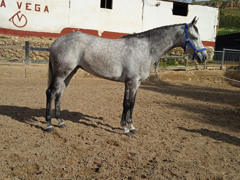 Spansk sporthäst Sto 6 år 164 cm Grå in Carmona