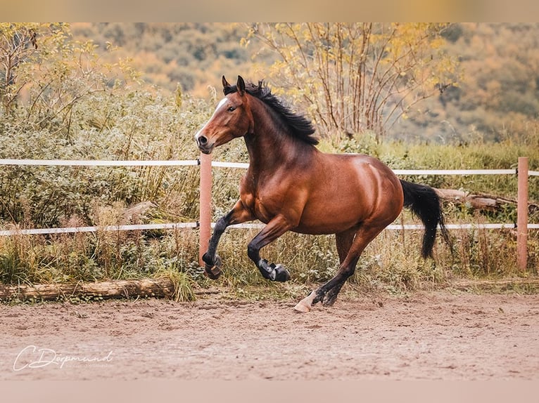 Spansk sporthäst Sto 7 år 156 cm Brun in Katlenburg-Lindau