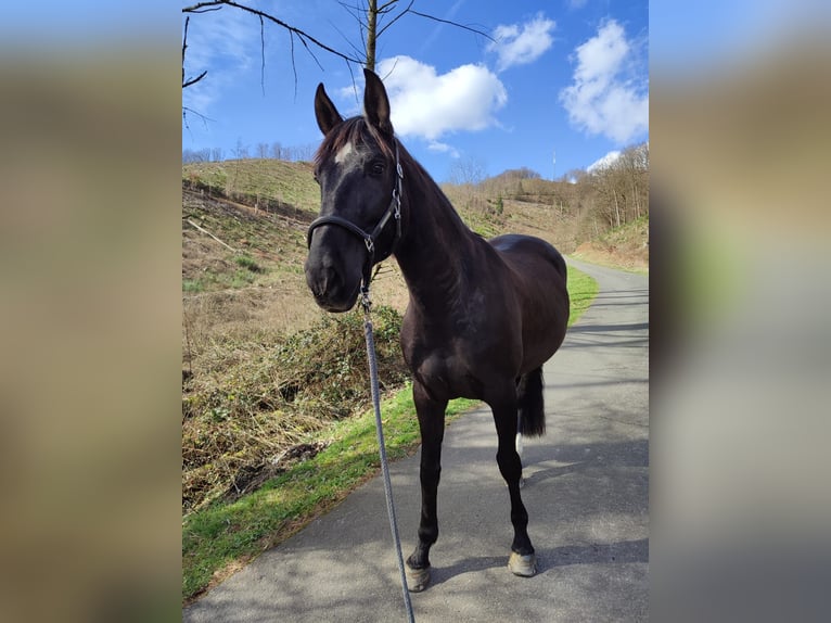 Spansk sporthäst Sto 7 år 159 cm Svart in Bergneustadt