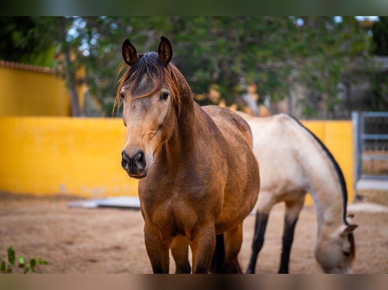 Spansk sporthäst Blandning Sto 7 år 166 cm Gulbrun in Valencia