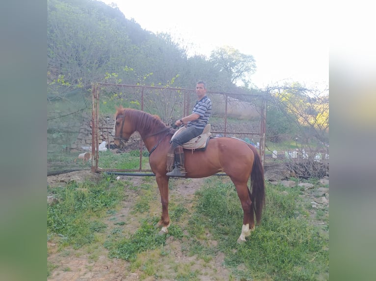 Spansk sporthäst Sto 7 år 170 cm fux in Fuencaliente