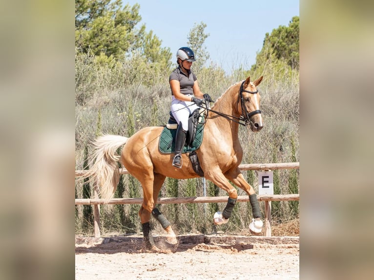 Spansk sporthäst Blandning Sto 7 år 175 cm Palomino in Valencia