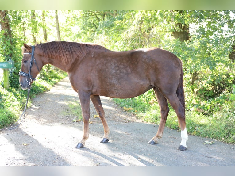 Spansk sporthäst Sto 8 år 163 cm in Jever