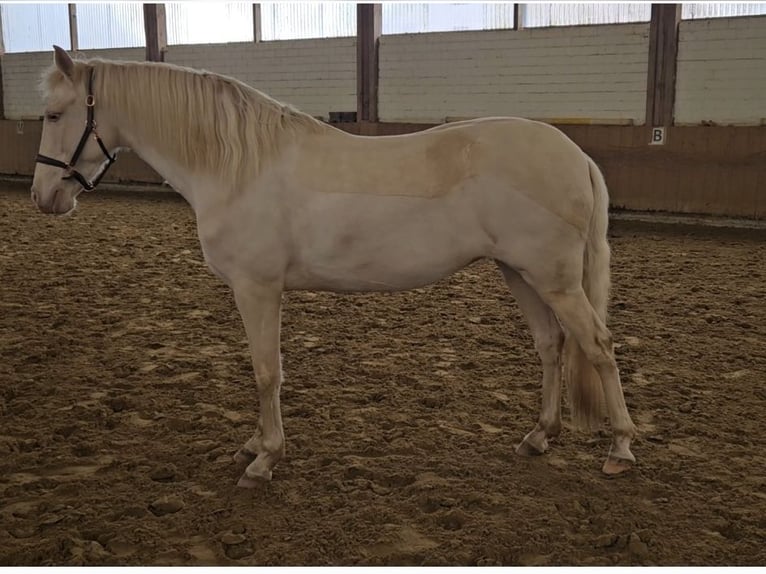 Spansk sporthäst Sto 9 år 162 cm Cremello in Hasbergen