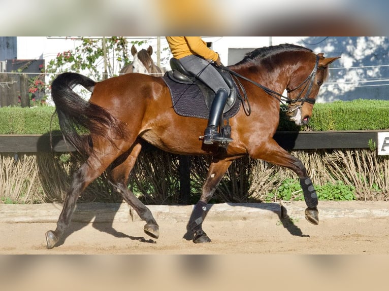 Spansk sporthäst Sto 9 år 170 cm Brun in NAVAS DEL MADRONO