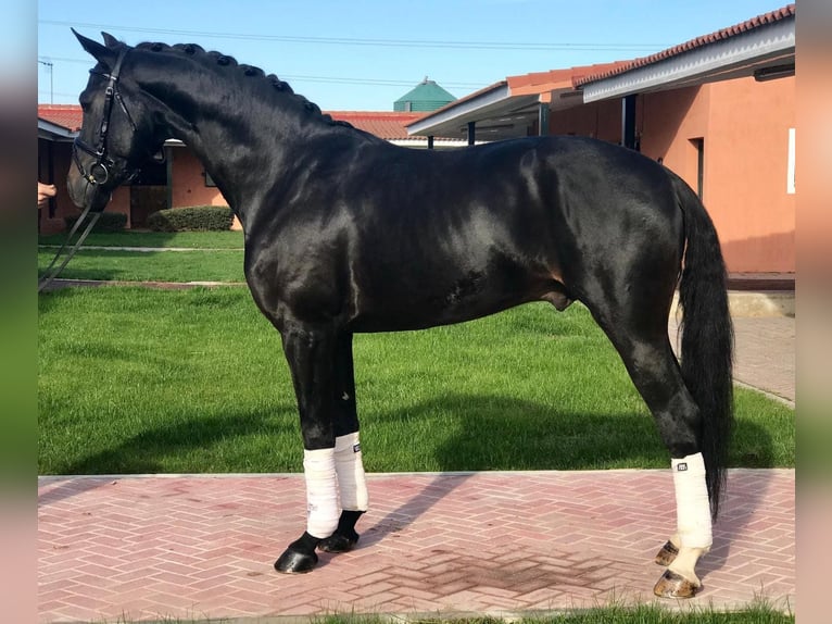 Spansk sporthäst Valack 10 år 165 cm Svart in Madrid