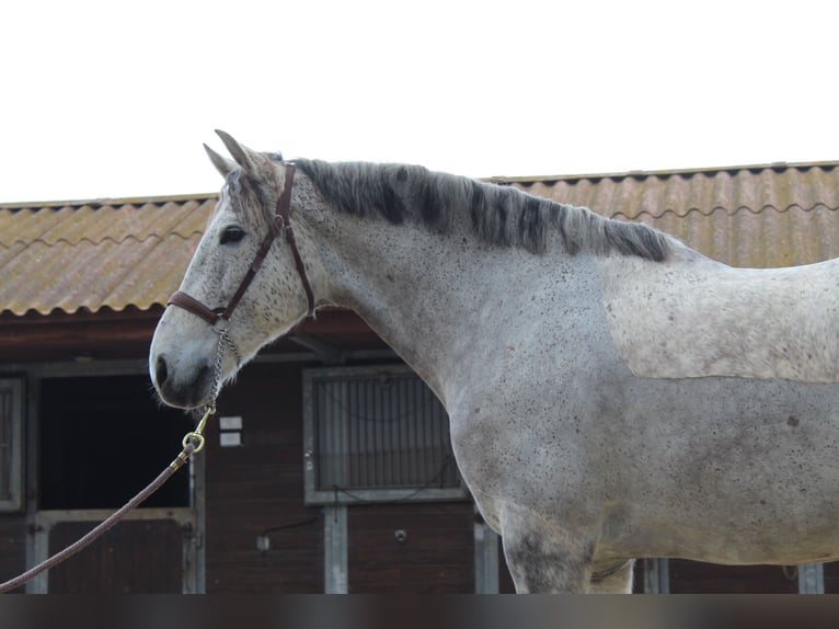 Spansk sporthäst Valack 10 år 167 cm Grå in Xabia/Javea