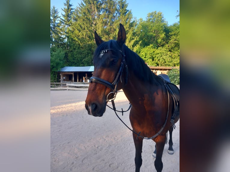 Spansk sporthäst Valack 10 år in Rottenburg am Neckar