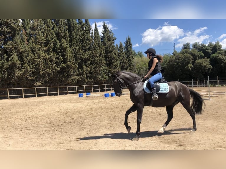 Spansk sporthäst Valack 11 år 162 cm Svart in Castellar del Vallès