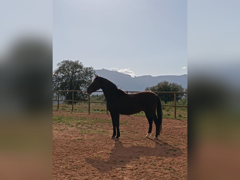 Spansk sporthäst Valack 11 år 162 cm Svart in Castellar del Vallès
