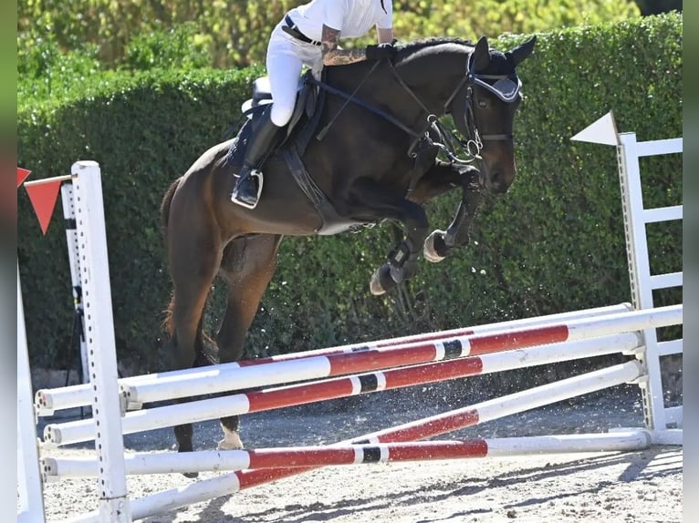 Spansk sporthäst Valack 11 år Mörkbrun in Montouto (Santa Cristina)