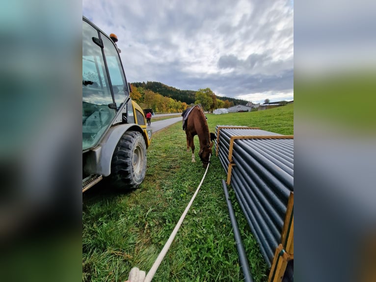 Spansk sporthäst Valack 12 år 156 cm fux in Tuttlingen