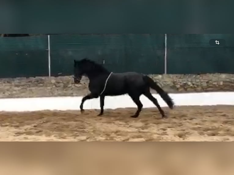 Spansk sporthäst Valack 12 år 172 cm Svart in Las Rozas De Madrid