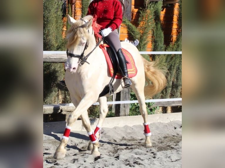 Spansk sporthäst Blandning Valack 12 år Champagne in Córdoba
