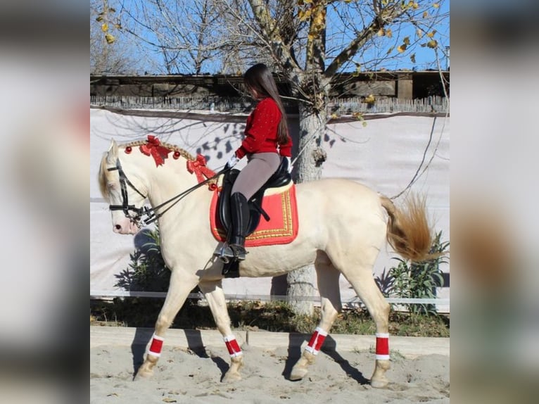 Spansk sporthäst Blandning Valack 12 år Champagne in Córdoba
