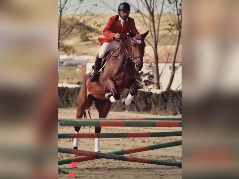 Spansk sporthäst Valack 13 år fux in Rioseco De Tapia