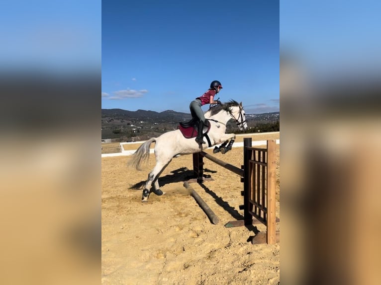 Spansk sporthäst Blandning Valack 14 år 163 cm Grå in Ronda