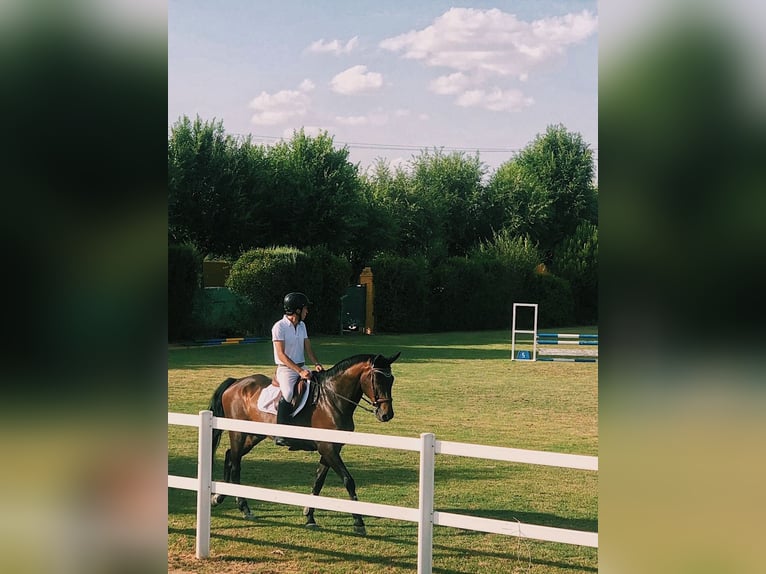 Spansk sporthäst Valack 17 år 166 cm Brun in Madrid