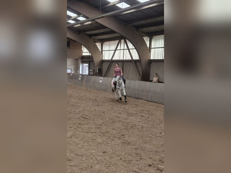 Spansk sporthäst Valack 20 år 162 cm Braunfalbschimmel in Essen