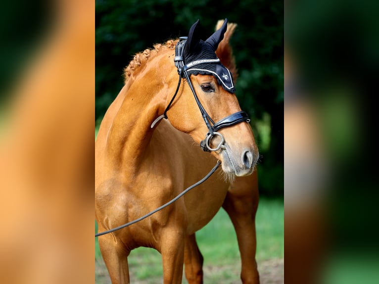 Spansk sporthäst Valack 4 år 160 cm fux in Eickhof