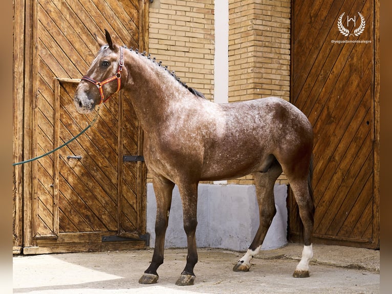 Spansk sporthäst Valack 4 år 170 cm Leopard-Piebald in Navalperal De Pinares