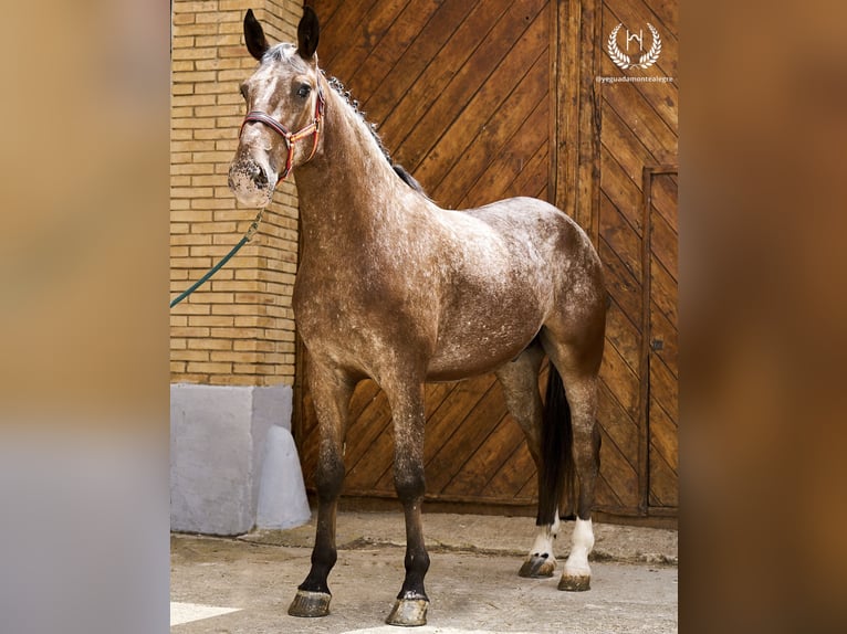 Spansk sporthäst Valack 4 år 170 cm Leopard-Piebald in Navalperal De Pinares