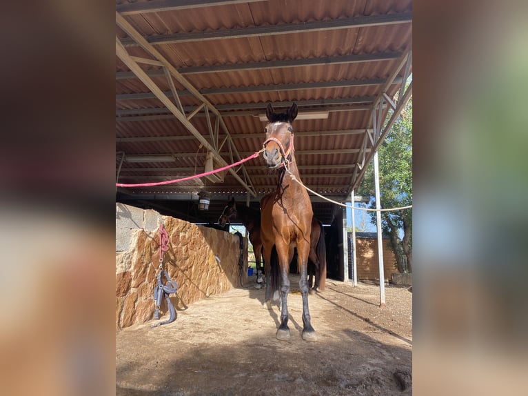 Spansk sporthäst Valack 4 år Mörkbrun in Palma De Mallorca