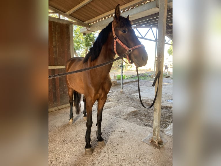 Spansk sporthäst Valack 4 år Mörkbrun in Palma De Mallorca