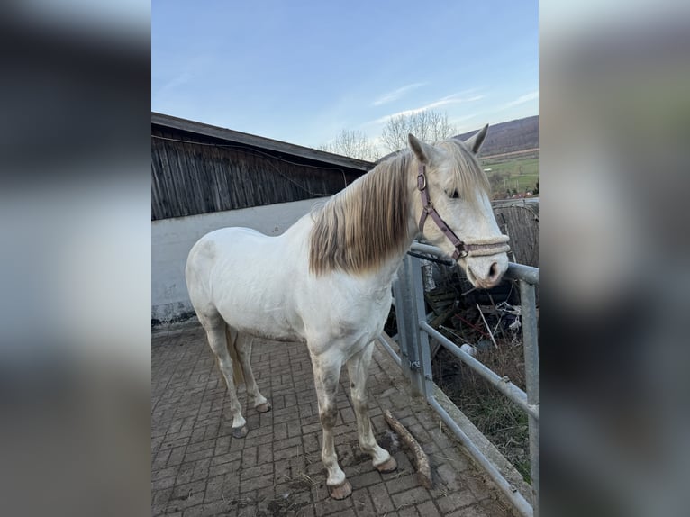 Spansk sporthäst Valack 5 år 150 cm Grå in Tann