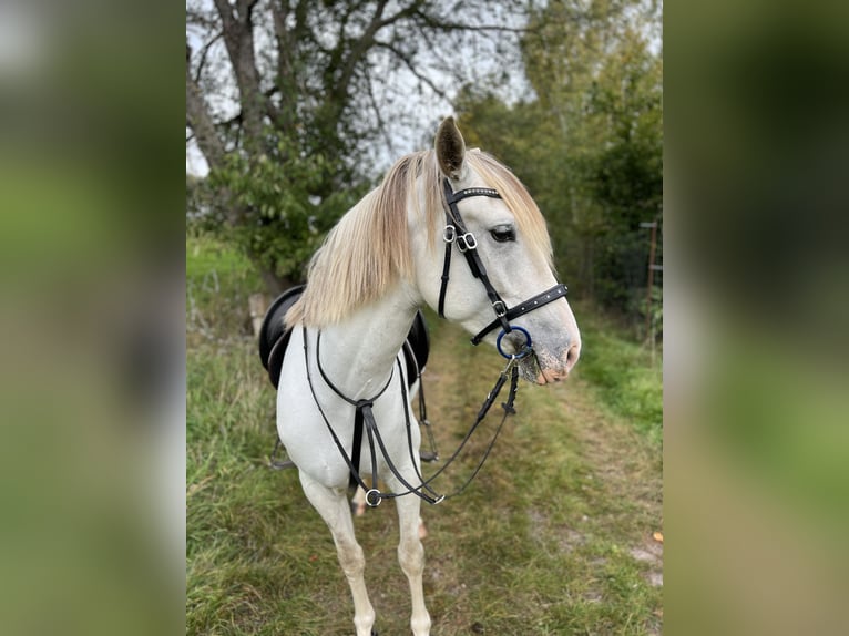 Spansk sporthäst Valack 5 år 150 cm Grå in Tann