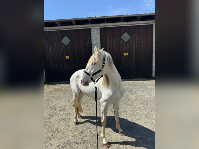 Spansk sporthäst Valack 5 år 150 cm Grå in Tann