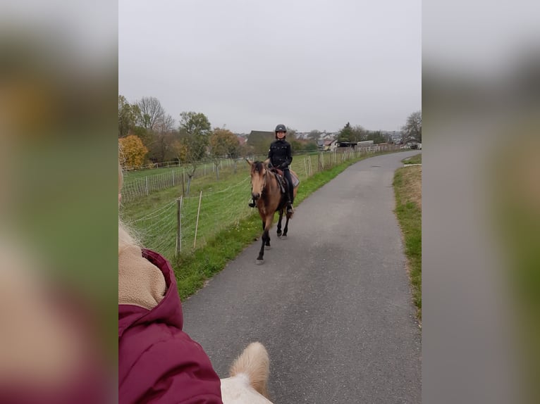 Spansk sporthäst Valack 5 år 158 cm Gulbrun in Bad Mergentheim