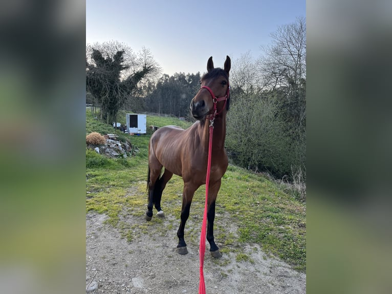 Spansk sporthäst Valack 6 år 163 cm Ljusbrun in Sombreu