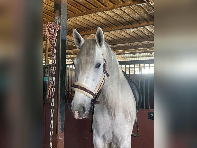 Spansk sporthäst Valack 6 år 165 cm Grå in Jardinito, El (Cordoba) (Finca)Córdoba