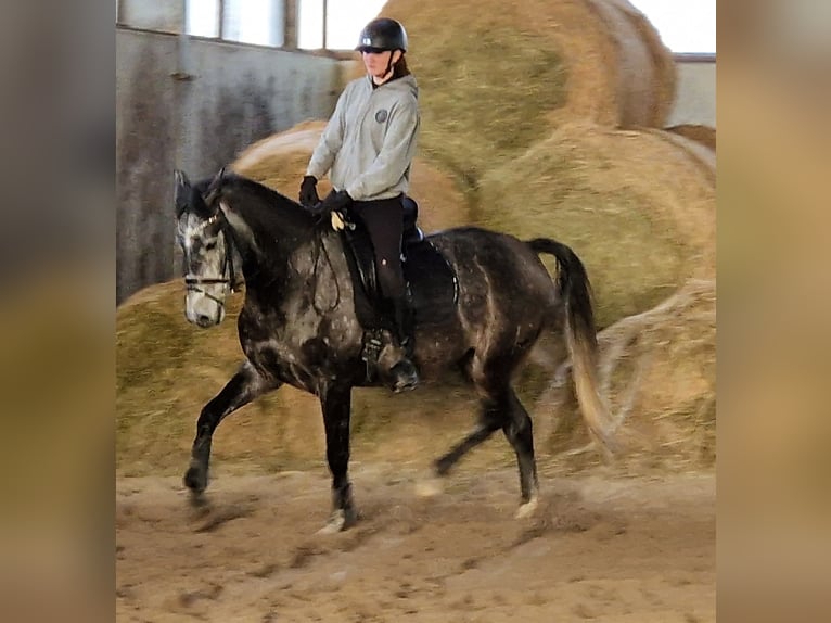 Spansk sporthäst Valack 6 år 170 cm Grå in Nordenham