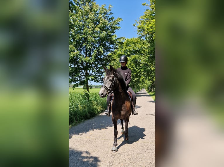 Spansk sporthäst Valack 6 år 170 cm Grå in Nordenham