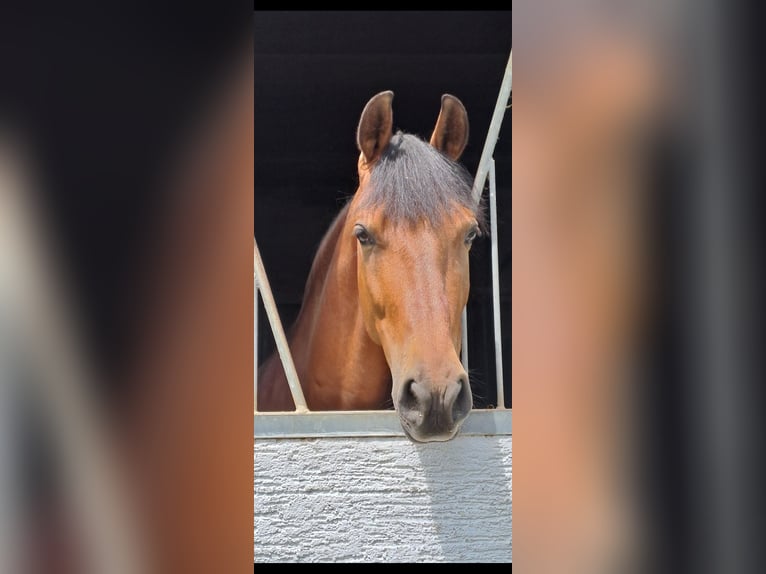 Spansk sporthäst Valack 8 år 150 cm Brun in Messel