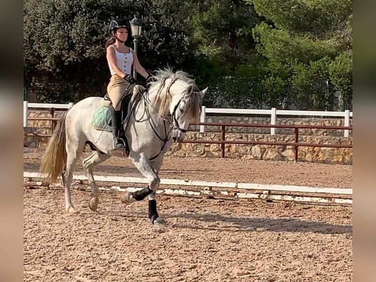 Spansk sporthäst Valack 8 år 169 cm Grå in TarragonaTarragona