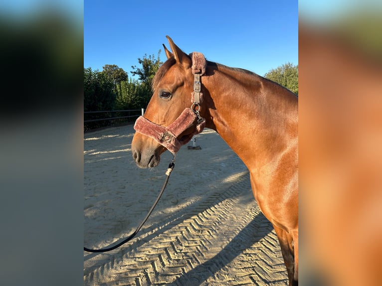 Spansk sporthäst Valack 9 år 160 cm Brun in Weilerswist