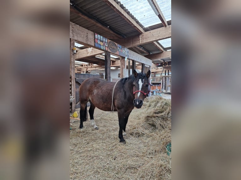 Spazier- und Pflegebeteiligung mit Horsemanship für Ponystute in Oetwil am See ZH