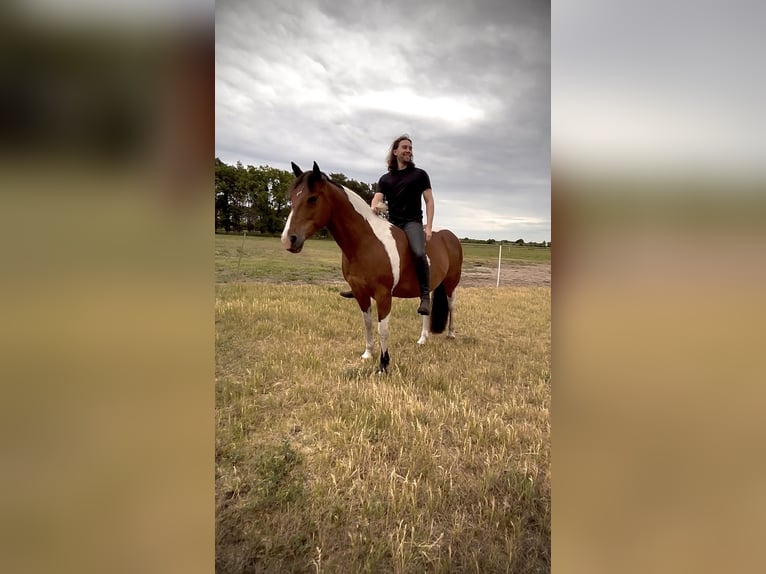 Speed Racking Horse Gelding 10 years 15 hh Pinto in Ribbesbüttel