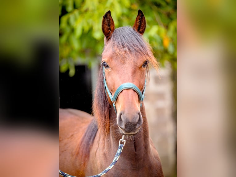 Speed Racking Horse Gelding 3 years 15.1 hh Brown in Aichtal