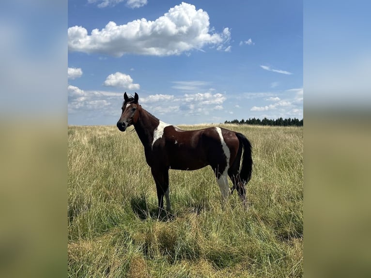 Speed Racking Horse Gelding 3 years 15.1 hh Pinto in Lahntal