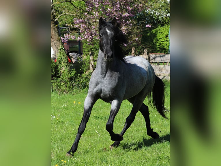Speed Racking Horse Gelding 3 years 15.1 hh Roan-Blue in Waldhambach