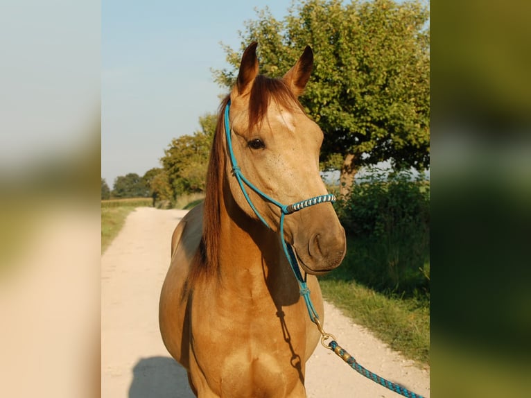 Speed Racking Horse Gelding 4 years 15.2 hh Buckskin in Obermichelbach